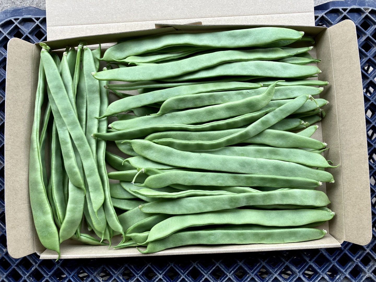 お手軽価格で贈りやすい 23d8ffcf1eb76d6bc13674fc675600 野菜