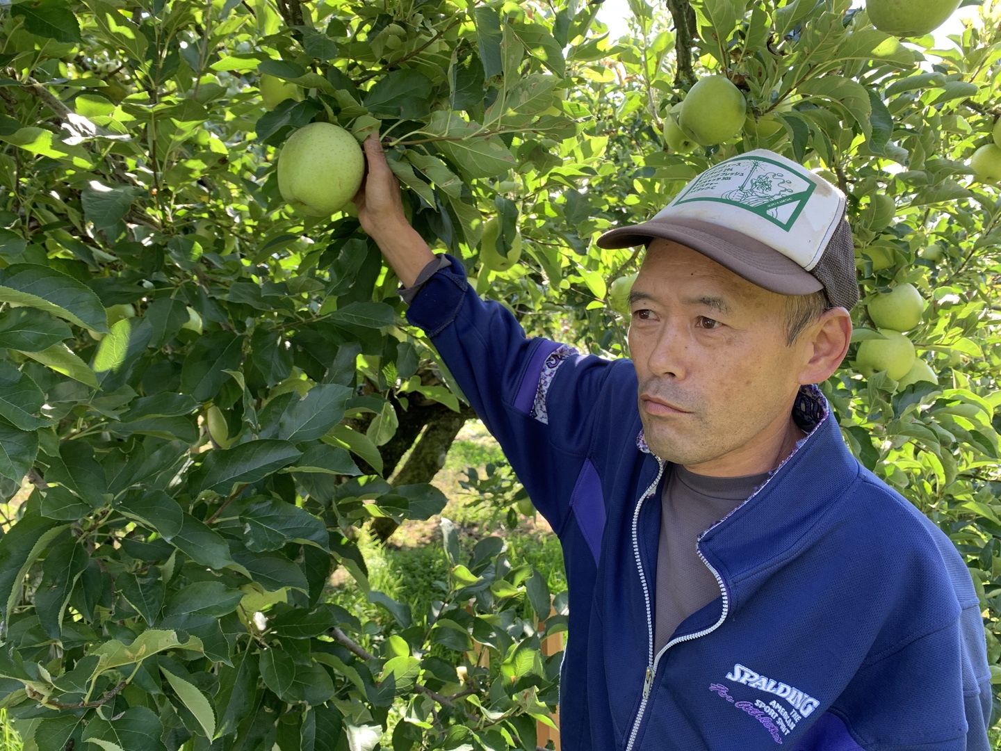 青リンゴ、2点おまとめ 山形県産甘い香りの青リンゴ王林！2キロ 秀品 化粧箱 贈答用