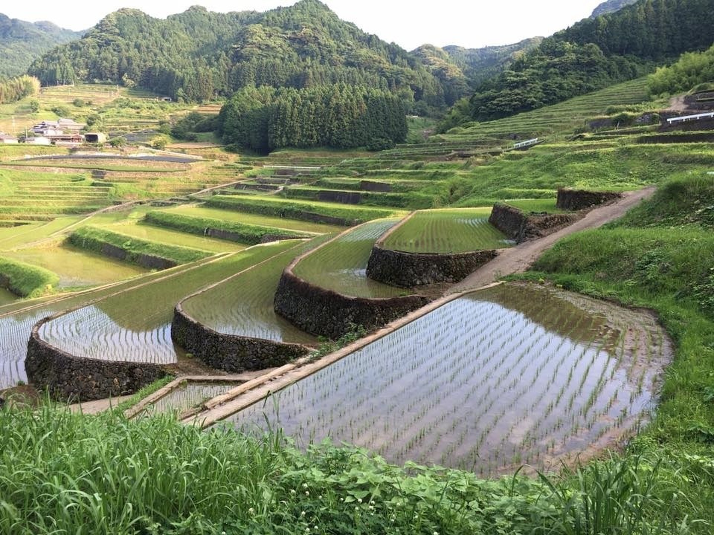 【超希少】棚田米　酵素米　大粒米　玄米２０Kg「標準白米に精米」 超希少】棚田米 酵素米 大粒米 玄米20Kg「標準白米に精米」