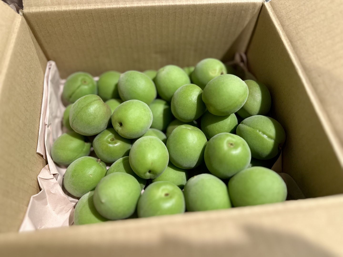 収穫当日に発送！青梅の代表格「白加賀」1kg：群馬県産の白加賀｜食べ