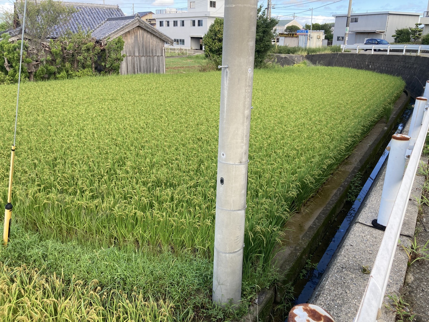 岐阜県産 もち米（モチミノリ） 20kg 玄米 th-00036_01.jpg