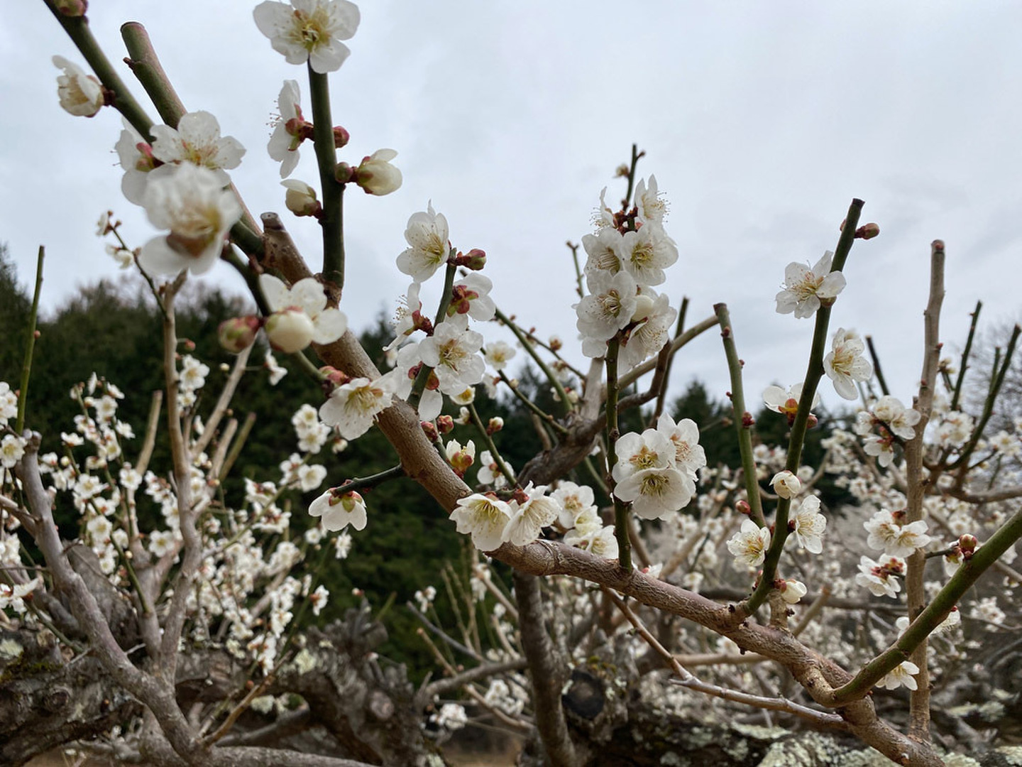 竜峡小梅 青梅 8kg 無農薬 岡山県産 農家直送 青梅 南高梅 無農薬 お取り寄せ販売（通販）送料無料 農家直送