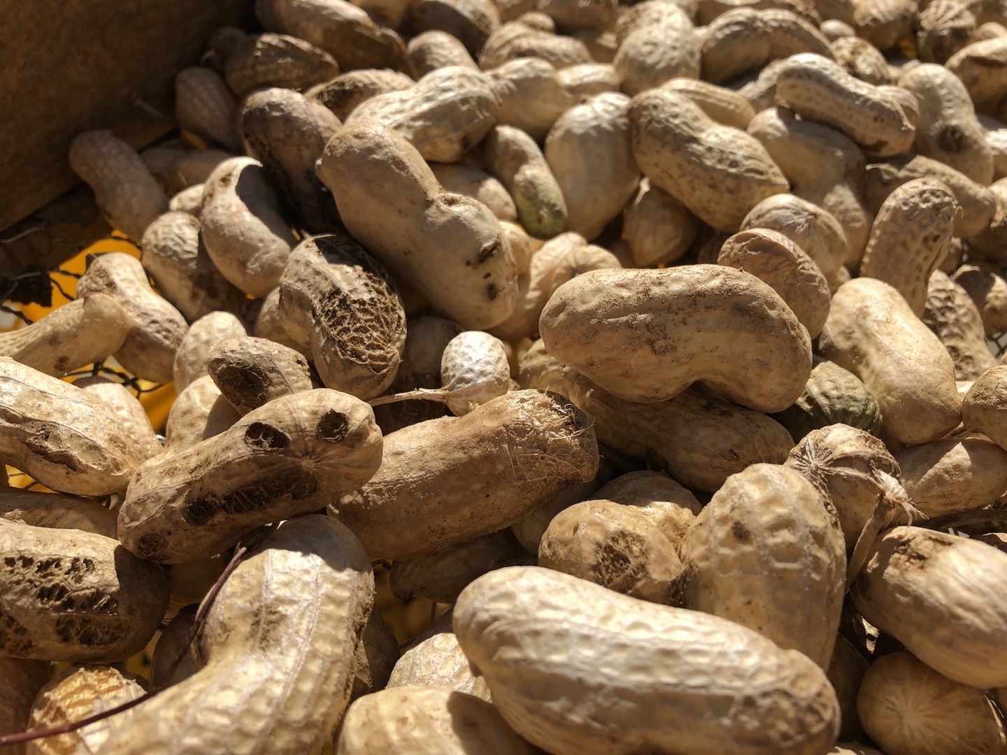 おおまさり　大粒500粒+訳あり1kg　乾燥生落花生　千葉県産　35 楽天市場】※間もなく終了※当日発送【最安値挑戦】千葉産 有機