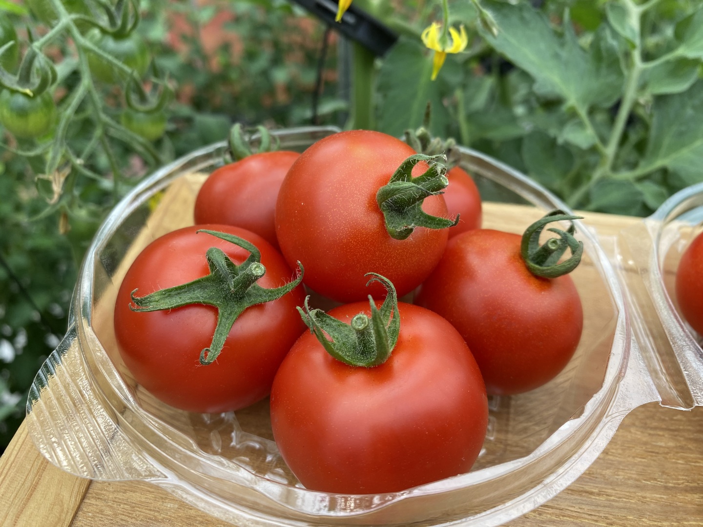 甘〜い　フルティカトマト　限定9箱　05 2b58f4877947b821c44be160c10daa