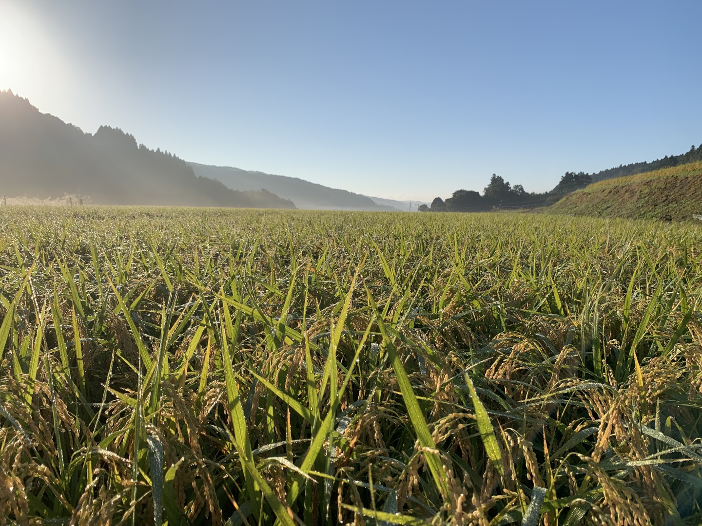 美味しすぎる!2024年度大分県産にこまる新米!30㎏:大分県産 美味しすぎる!2024年度大分県産にこまる新米!30㎏:大分県産