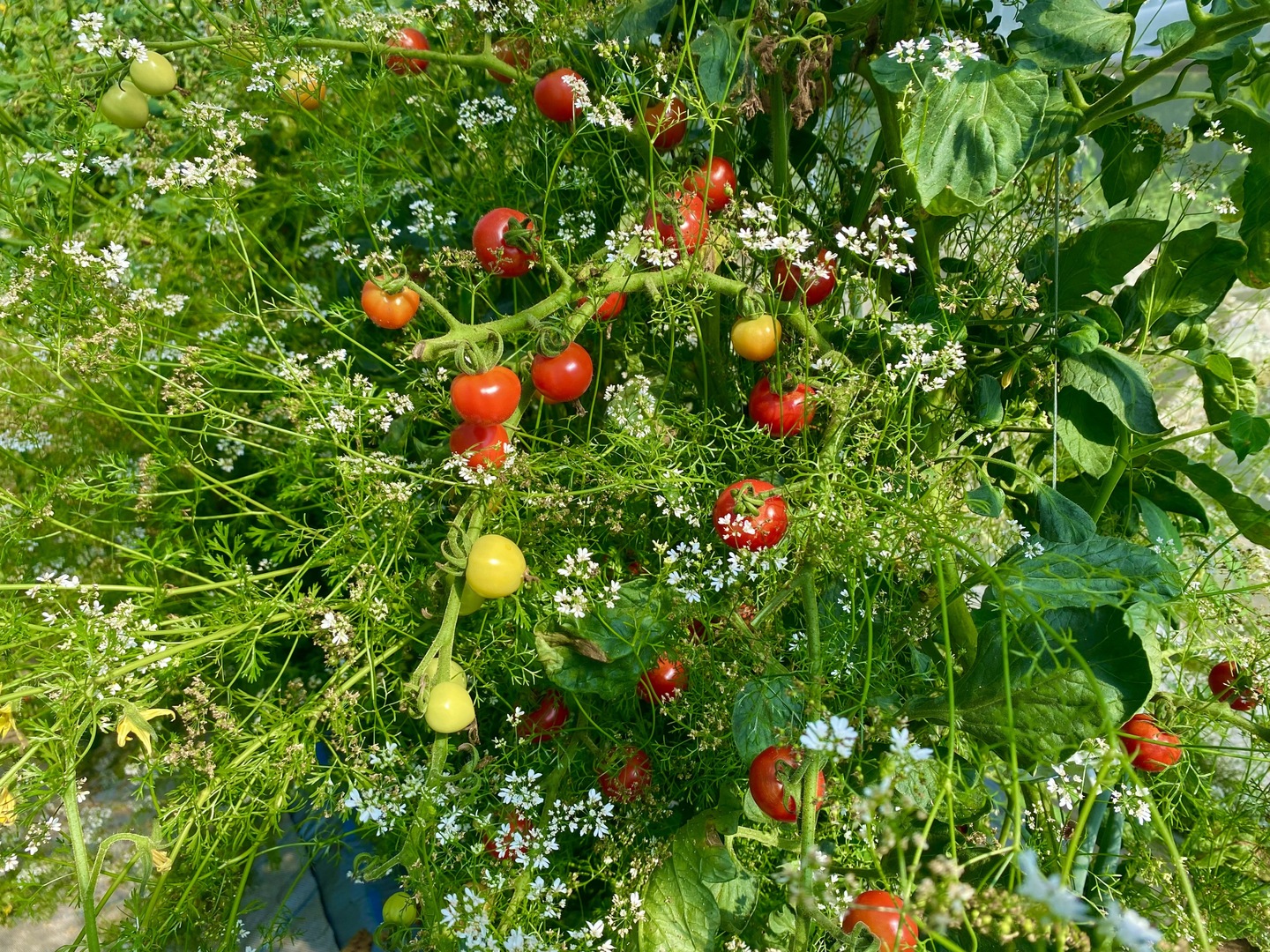 完熟とまと 糖度7.9度の肉厚濃厚な収農花のトマト(ご家庭用・1kg)：秋田県産