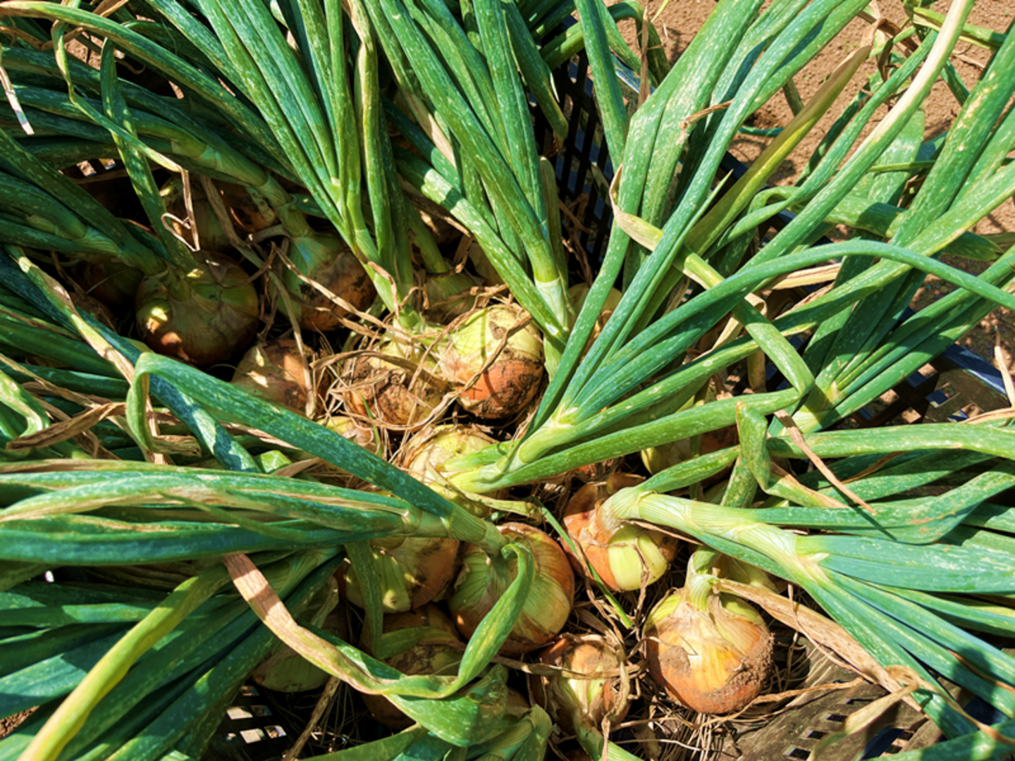 新玉ねぎ　農薬不使用　15kg 新玉ねぎ15Kg (農薬 化学肥料 不使用) (税込) | Hampi Farm