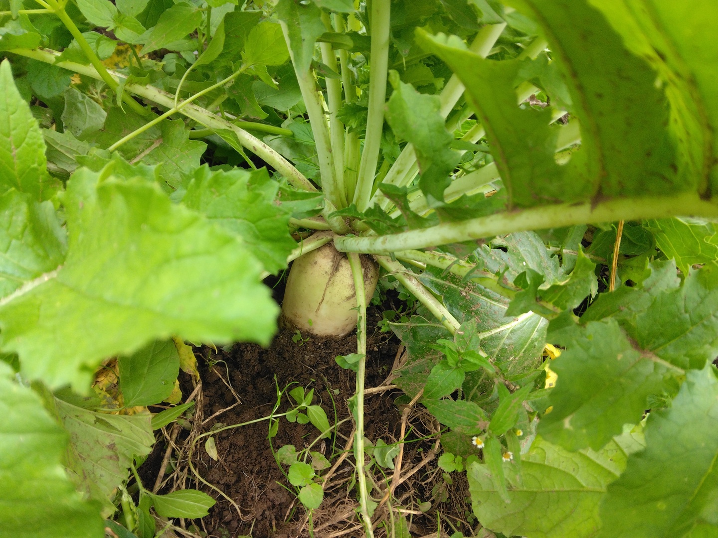 名残の夏野菜＆秋の旬野菜おまかせ7品（季節のセットS） ～10月