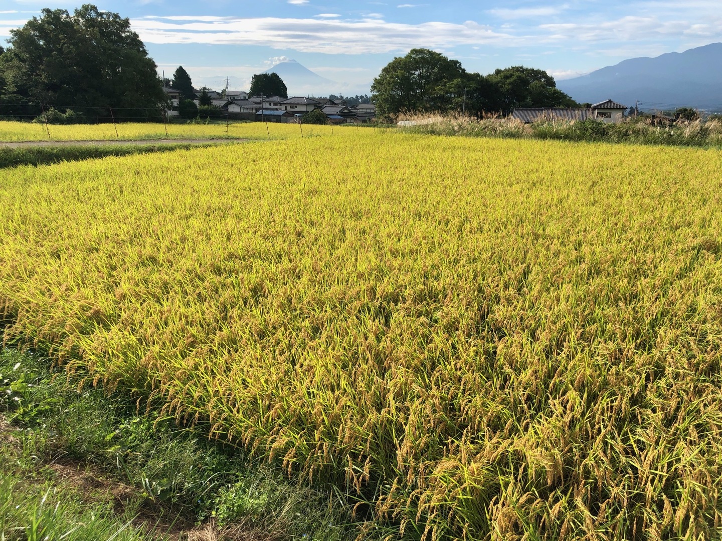 コシヒカリ 栽培期間中農薬不使用・無肥料 】令和6年産『玄米