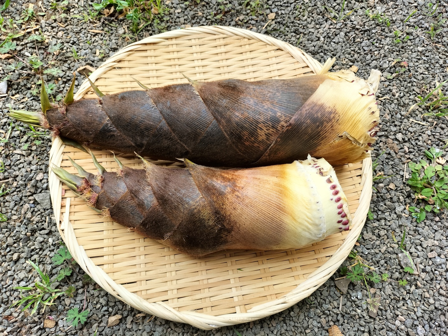 自然栽培】 たけのこ（孟宗竹） 3kg 掘りたてを発送します