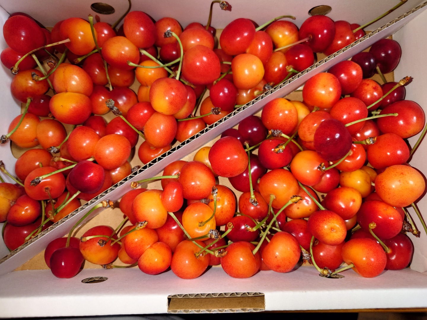 最終20箱限定🍒 】【 紅秀峰 】さくらんぼ 山形県天童産 訳あり