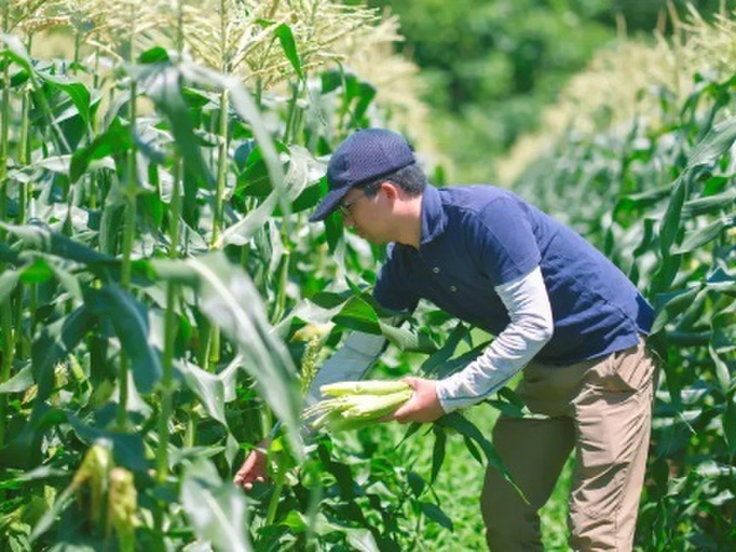 新鮮朝採り】シャキッと甘いヤングコーン4kg(増量中！)：山梨県
