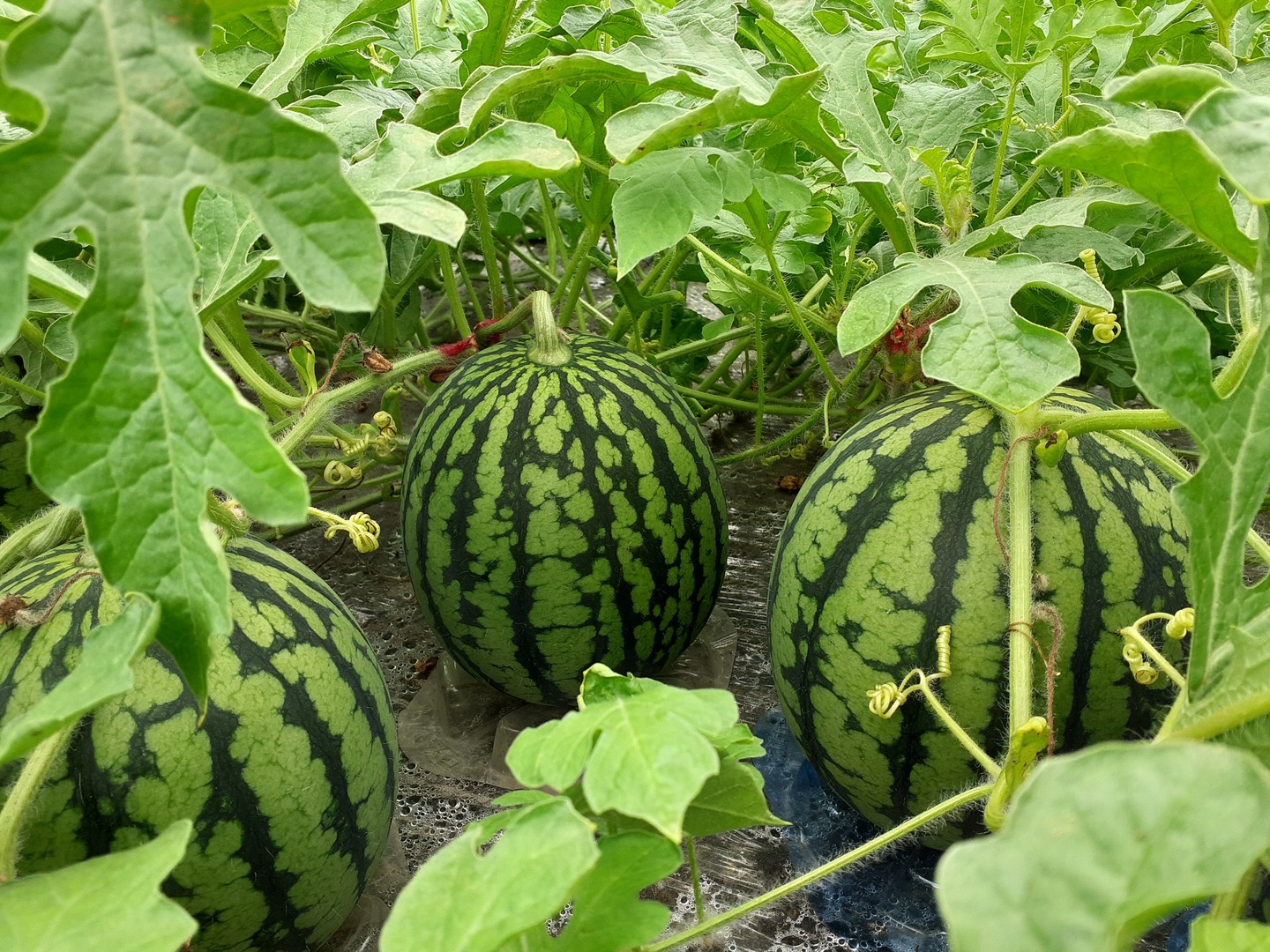 キズM玉　5.0kg+規格外1.0kg パッションフルーツ キズM玉5.0kg+規格外1.0kg パッションフルーツ