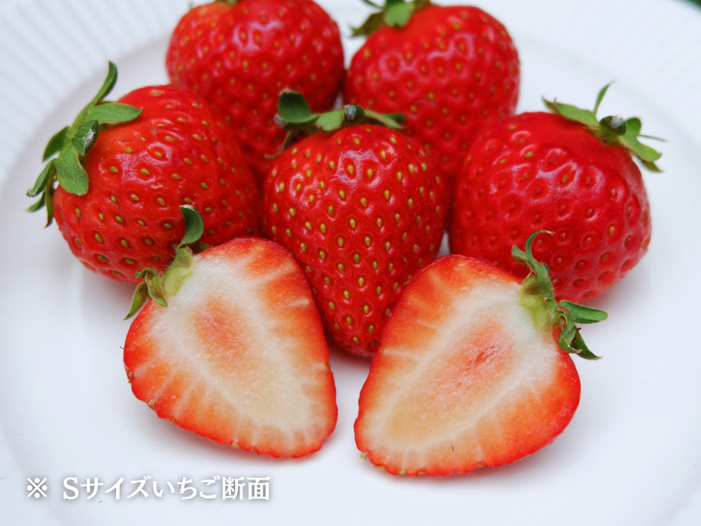 Lサイズ 48粒 】☆ 軽井沢産 夏秋いちご 「サマールージュ