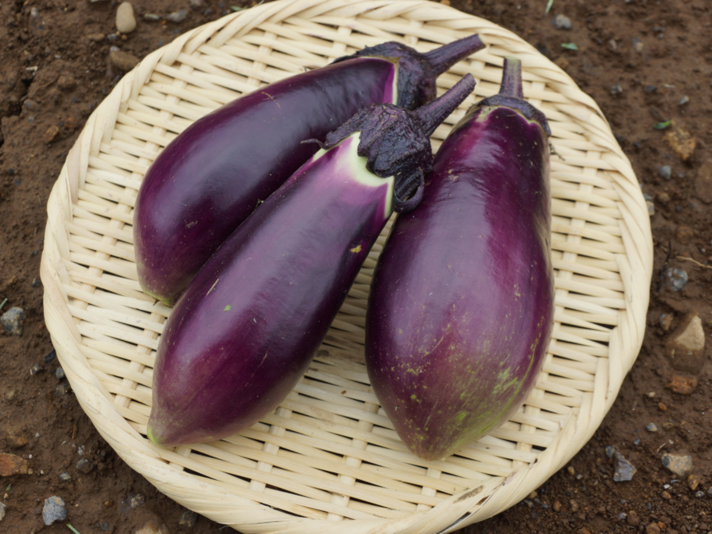 ナス 36ea9fb8e3116808b2d2041074b45a