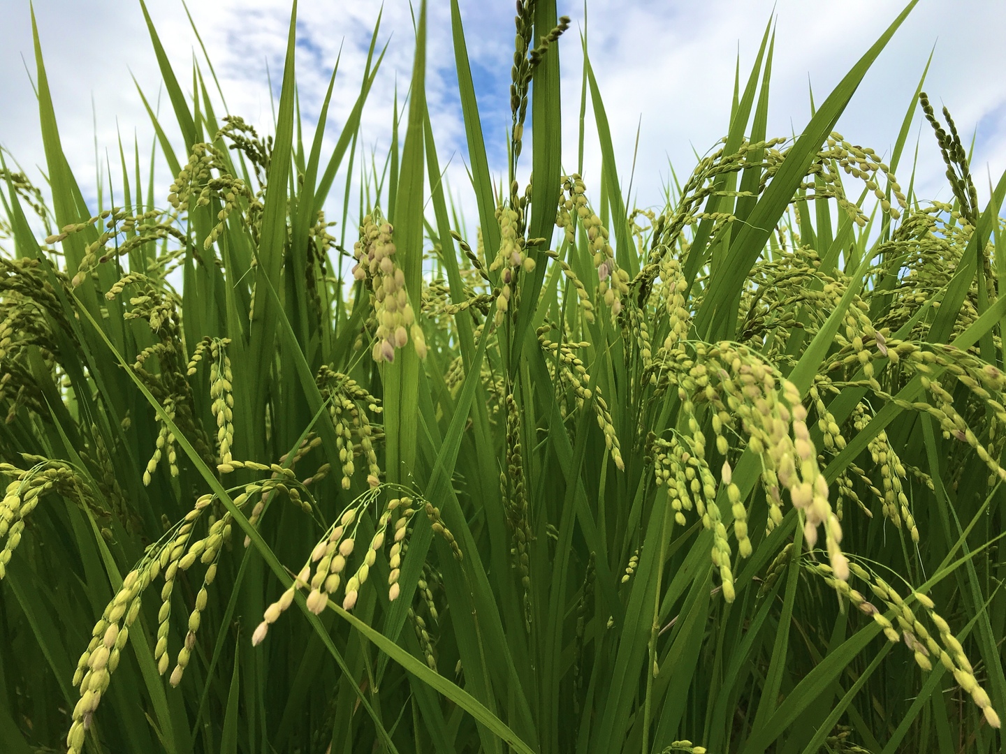 予約【新米🌾令和6年産】（白米10kg）岩手県産ひとめぼれ：岩手