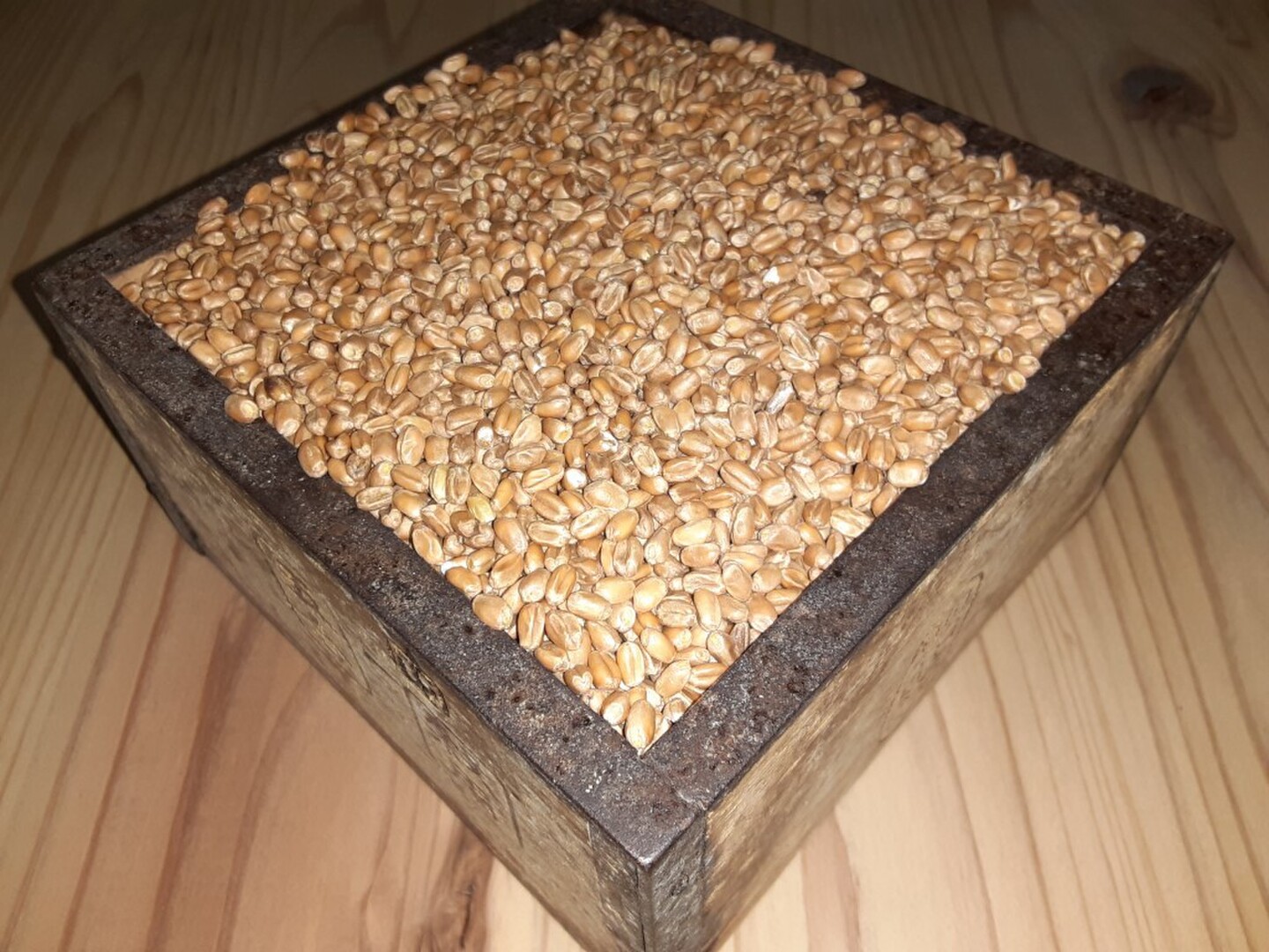 令和6年産 小麦 ミナミノカオリ 玄麦 粒 丸麦 農薬不使用 10kg 送風乾燥 令和6年産 小麦 ミナミノカオリ 玄麦 粒 丸麦 農薬不使用 10kg