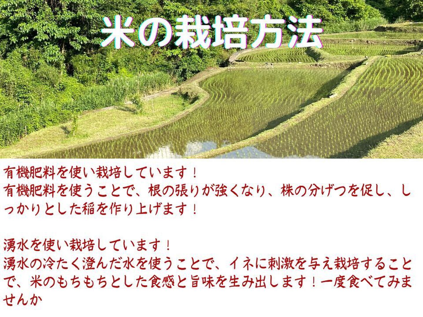 熊本 ひのひかり30㎏ 令和6年新米 自家農園栽培米使用：熊本県産