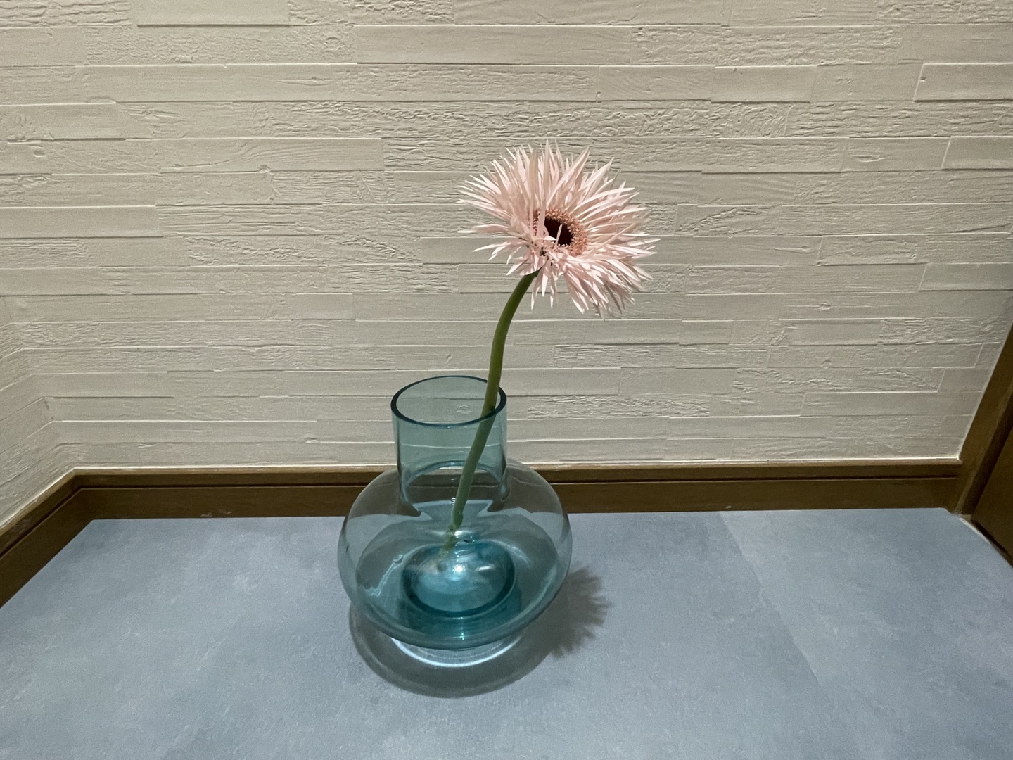 期間限定】花農家直送！ミニ丈ガーベラ【15本】：福岡県産のガーベラ