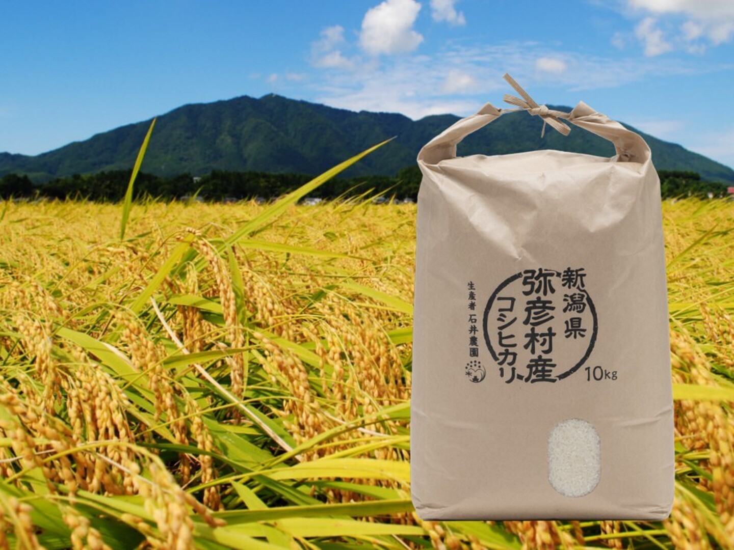 令和8年産新米》新潟県弥彦村産 コシヒカリ白米 10kg：新潟県産のお米