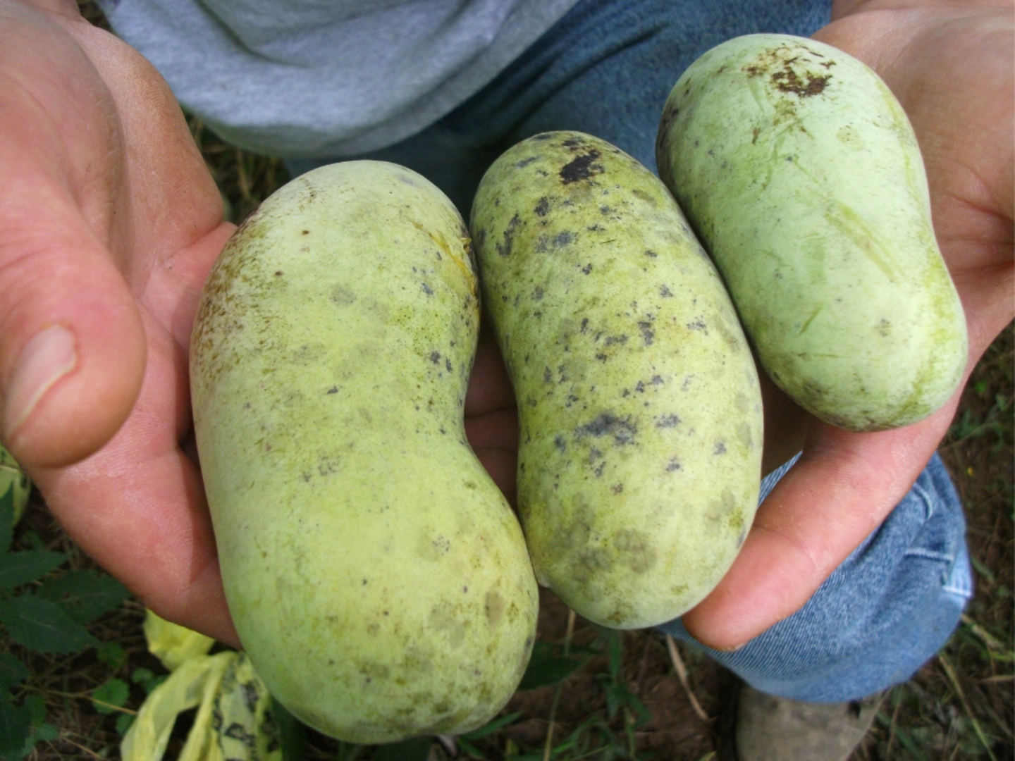 訳あり=【幻のフルーツ☆森のカスタード】ポポー1.5Kg（約10個）以上