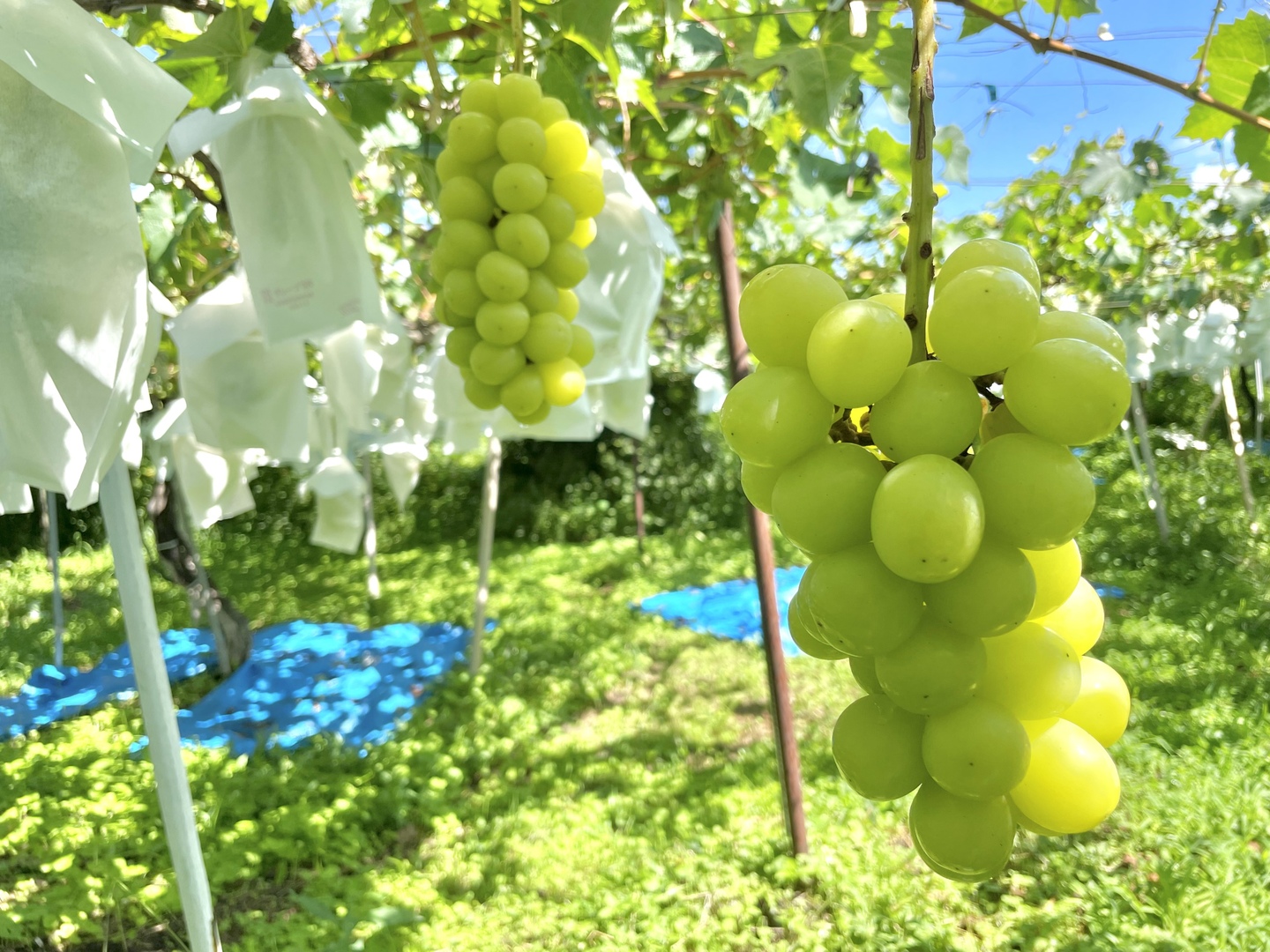 秋ギフト】宝石みたい！ジューシーなシャインマスカット🍇2kg
