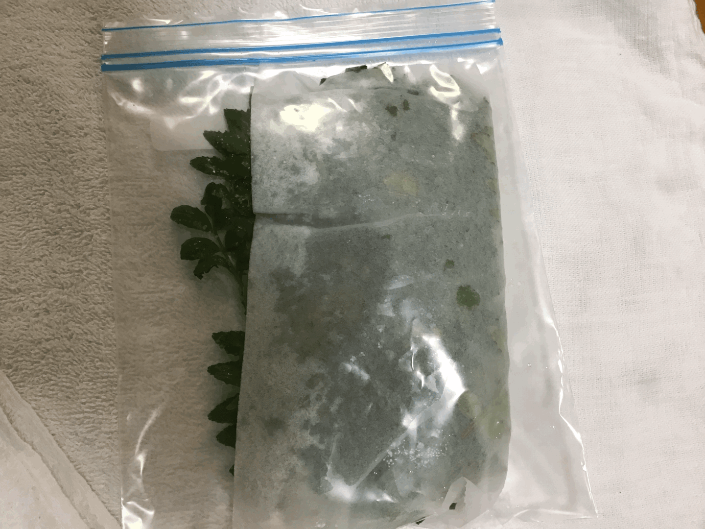 青森県八戸豊崎産 葉山椒500本 フレッシュで爽やかな香り：青森