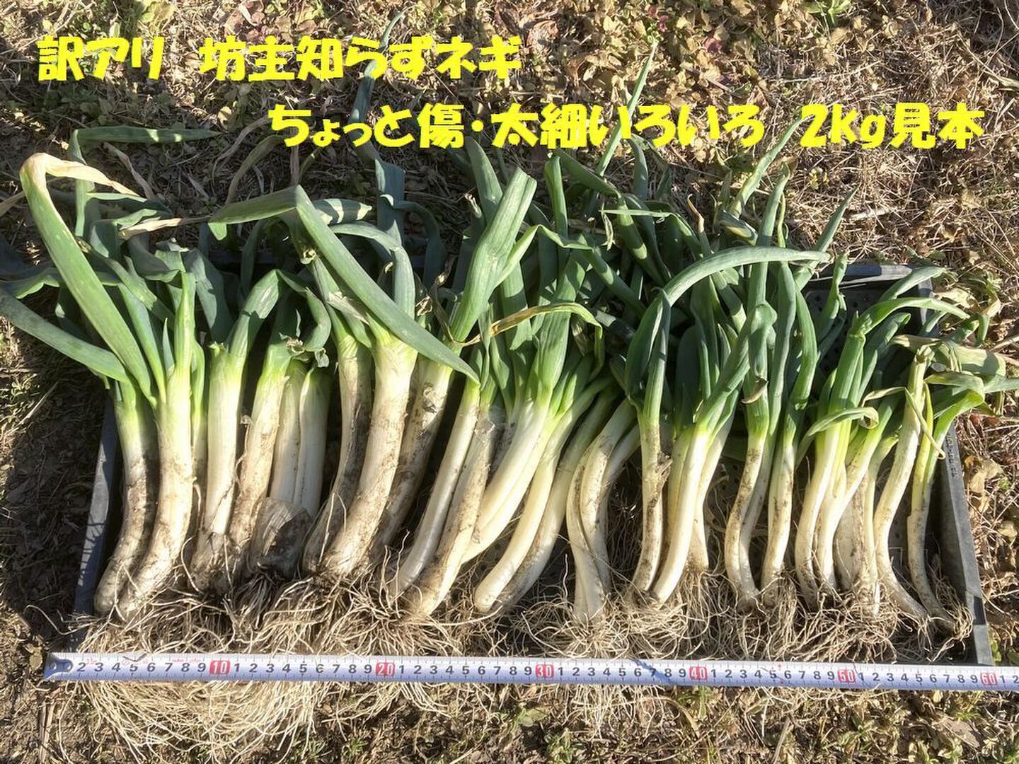 楽天市場】【送料別】【鳥取県産】白ネギ 1束 約300g【野菜