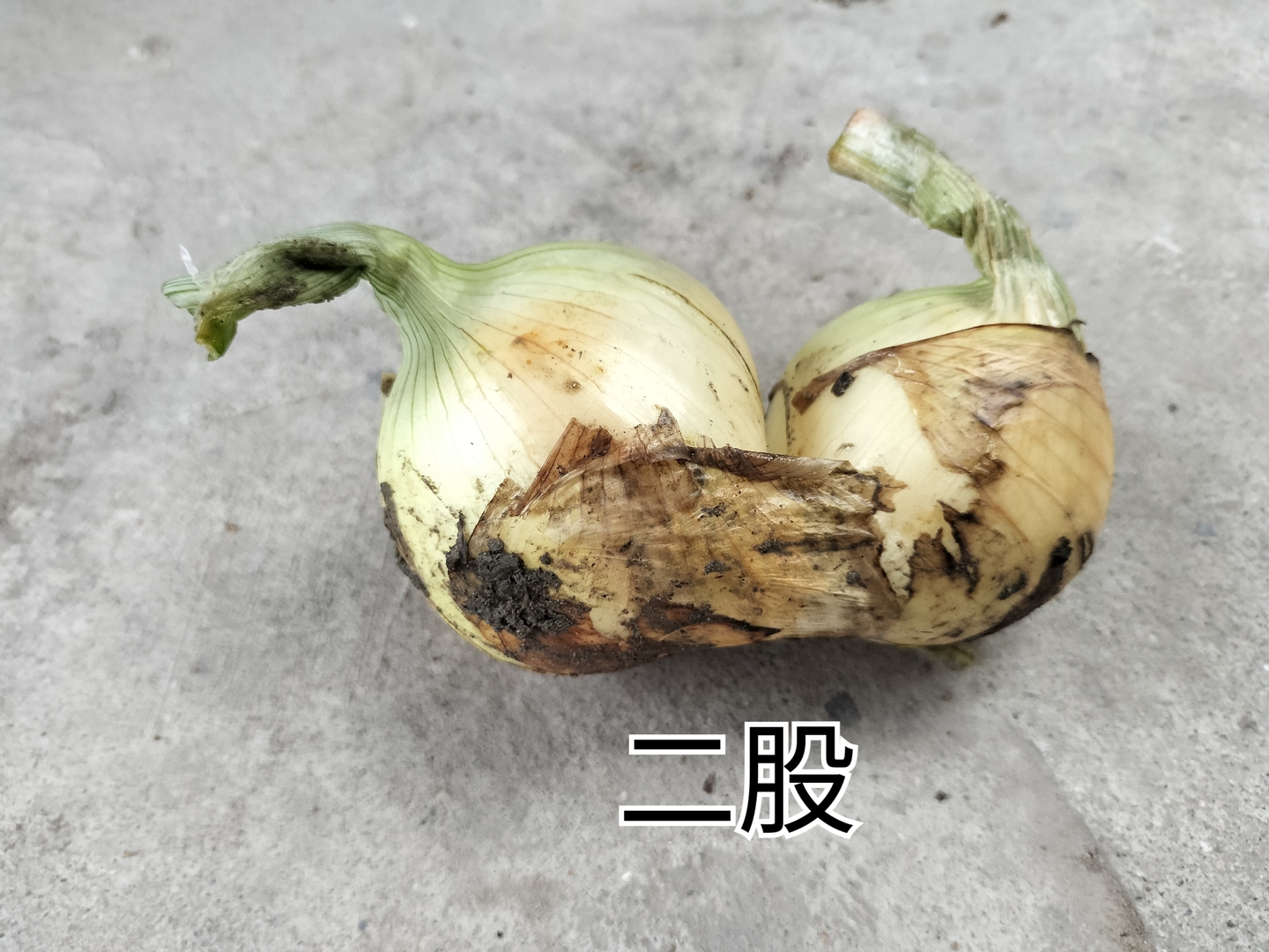 専用淡路島新玉ねぎ 残りわずか！》淡路島新玉ねぎ 早生 “いくたま” 1.8kg【兵庫県