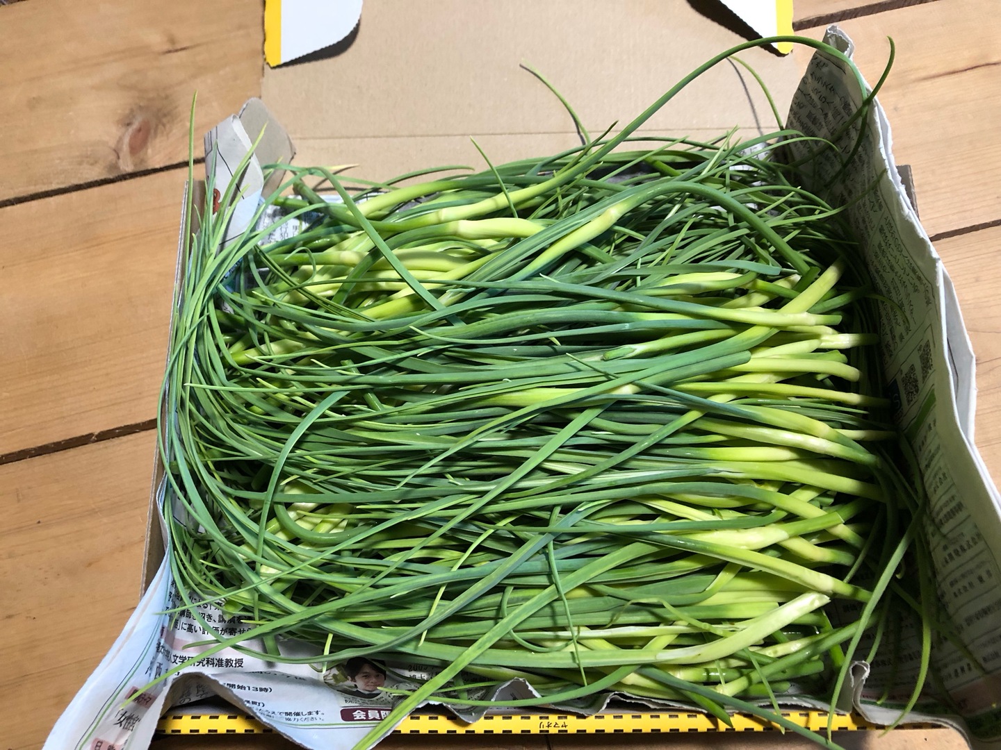 産地直送のふきのとう（野菜＞山菜）の一覧|【公式】産直アウル
