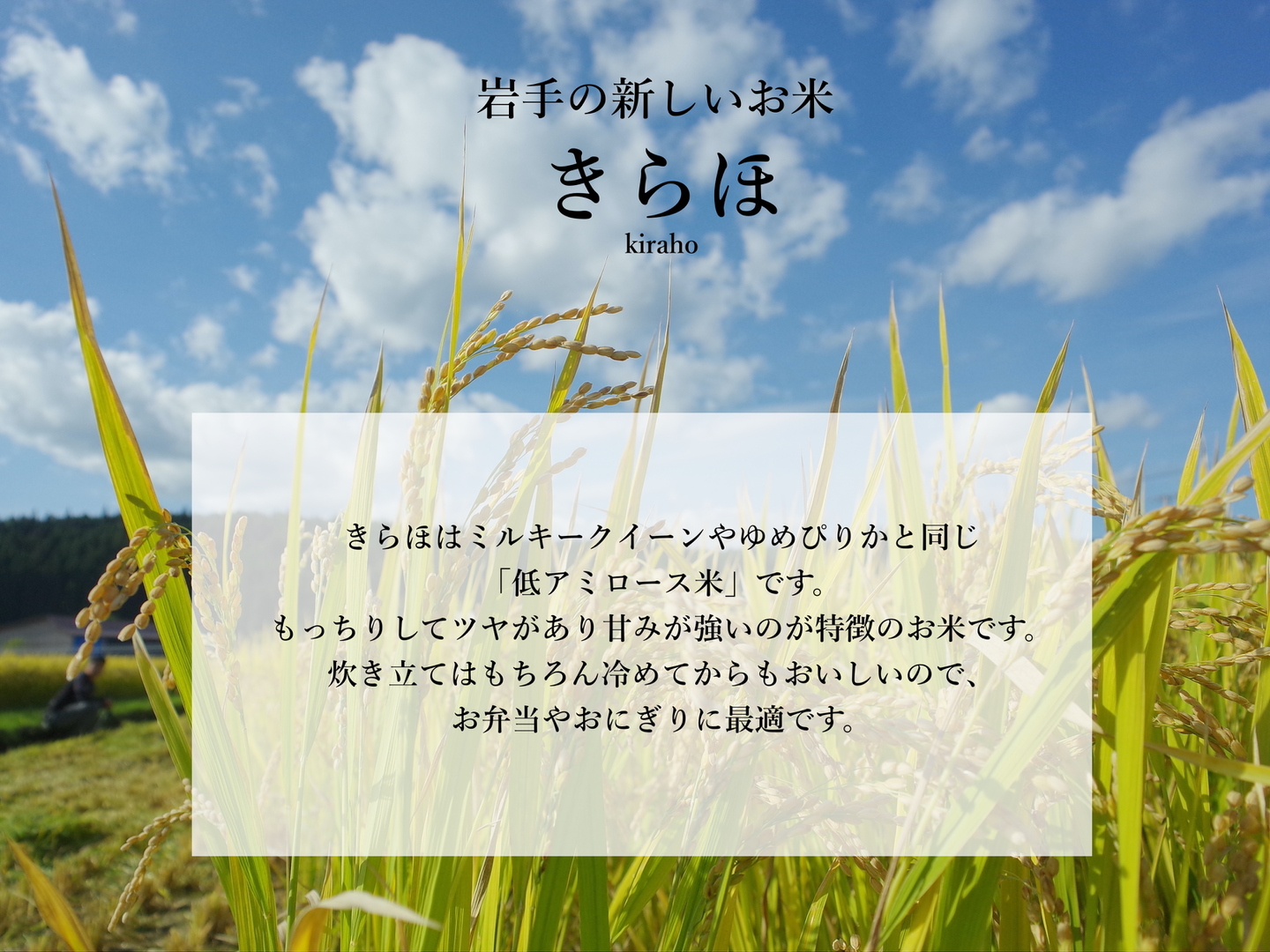 玄米が好きになる きらほ玄米5㎏：岩手県産のお米｜食べチョク