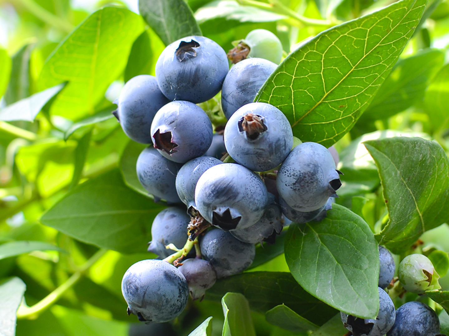 生食用】ブルーベリー 500g【おまけ付】（静岡県磐田市産）（冷蔵