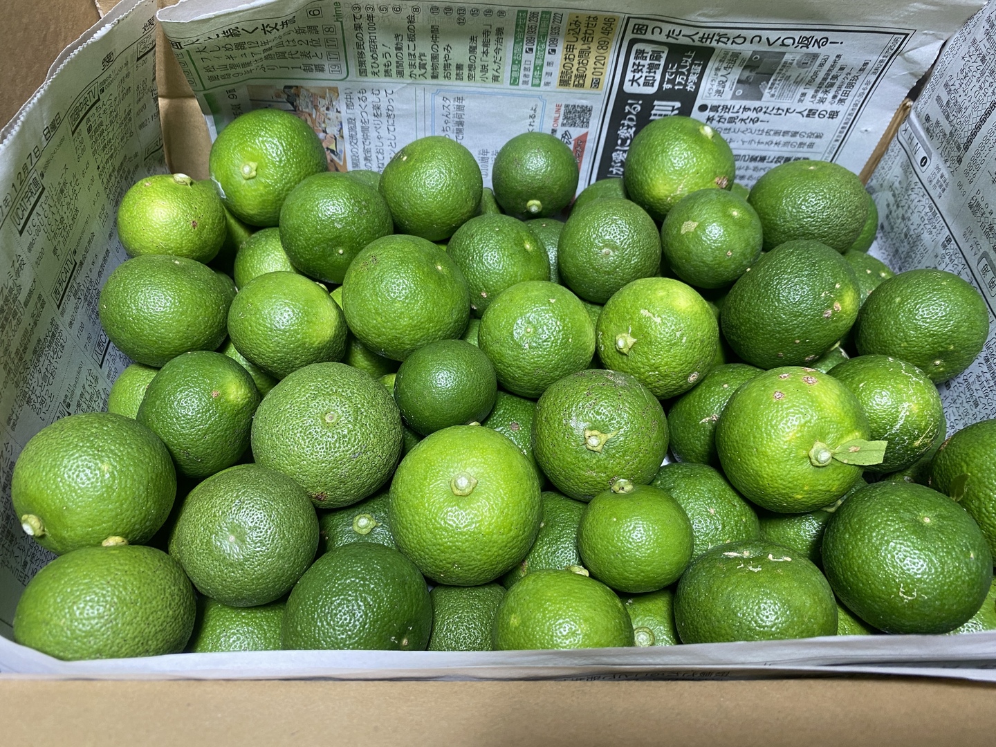 ハウススダチ　家庭用　2キロ あるだけ、惜しみなく】すだち 2kg（約70個）｜家族の秋、まるごと｜傷