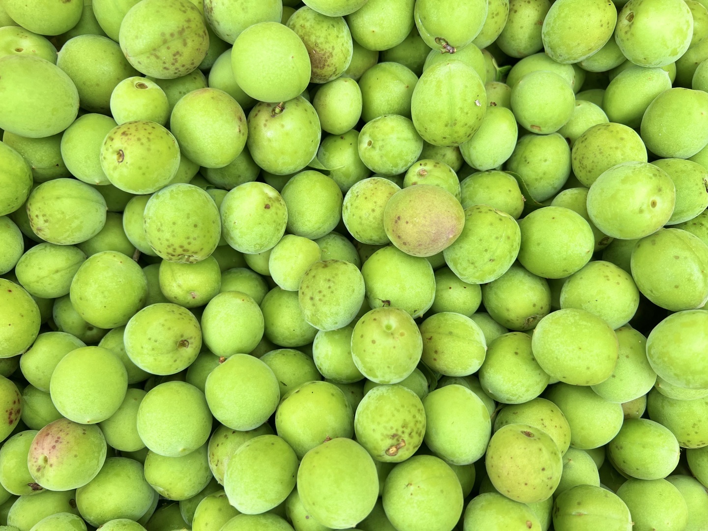 自然農 青梅 10kg：和歌山県産のその他梅｜食べチョク｜産地直送