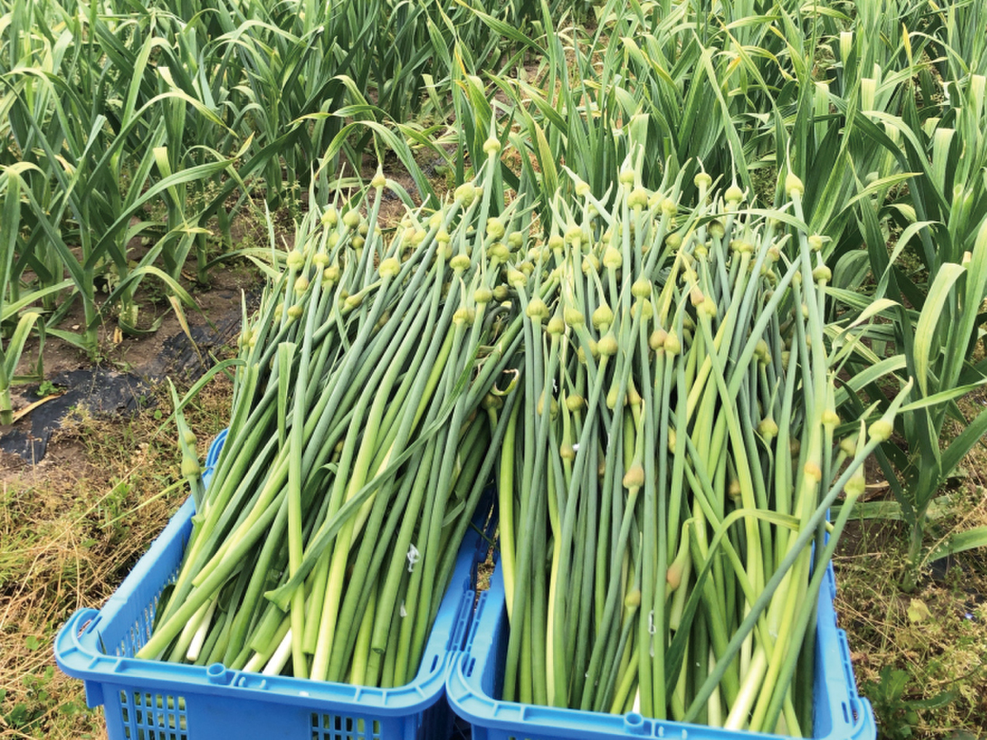 予約限定】青森県産！農薬不使用のにんにくの芽＋葉＋つぼみ 約