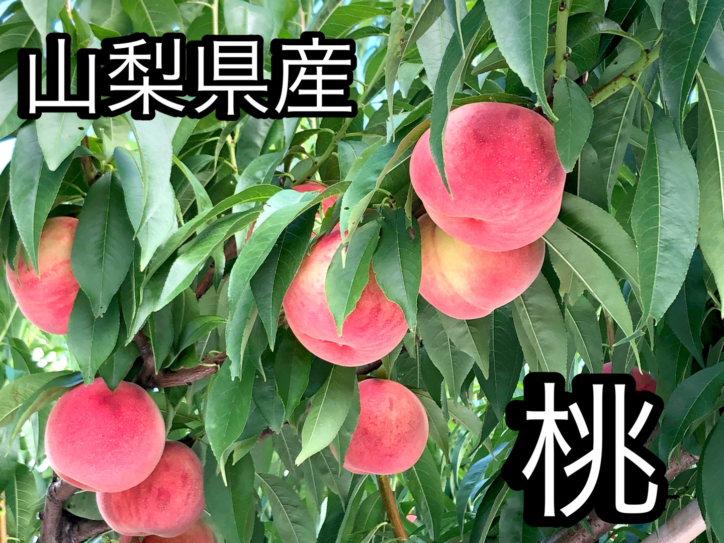 クール便】桃【10種類の中から品種おまかせ】最後まで硬め 3kg