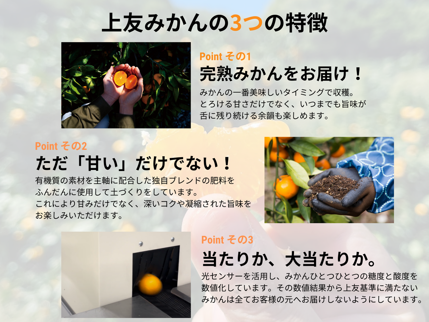濃厚な甘みとほどよい酸味が絶妙！極早生みかんの人気No.1品種