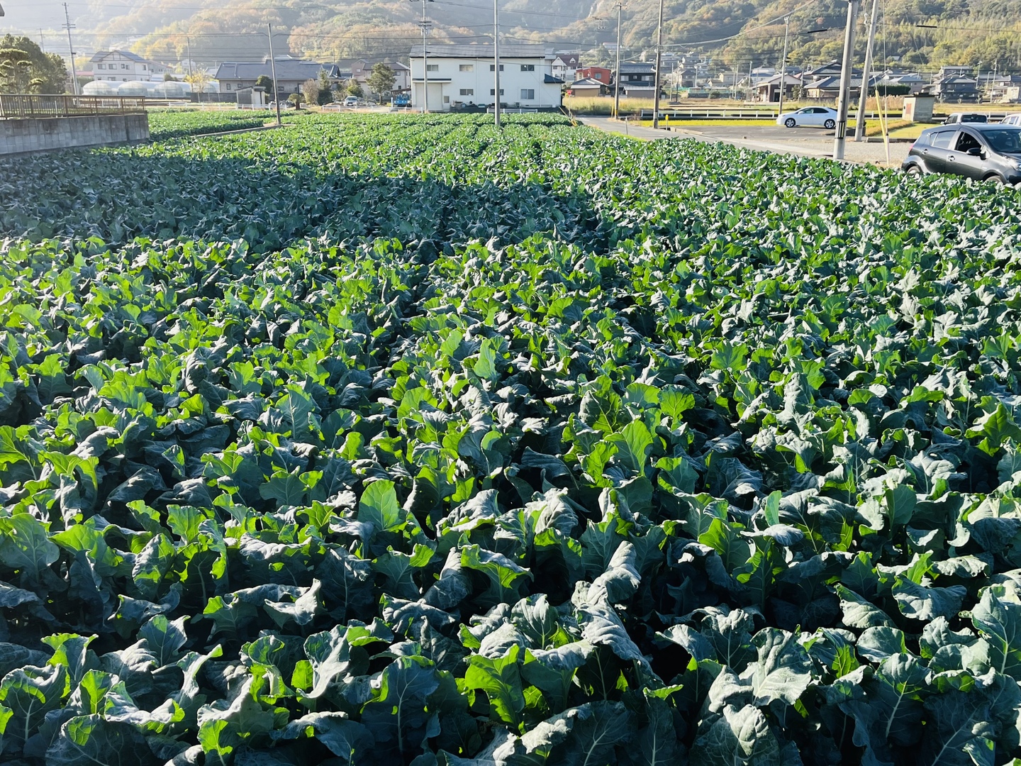 無くなり次第終了！】サミット🥦：香川県産のその他ブロッコリー