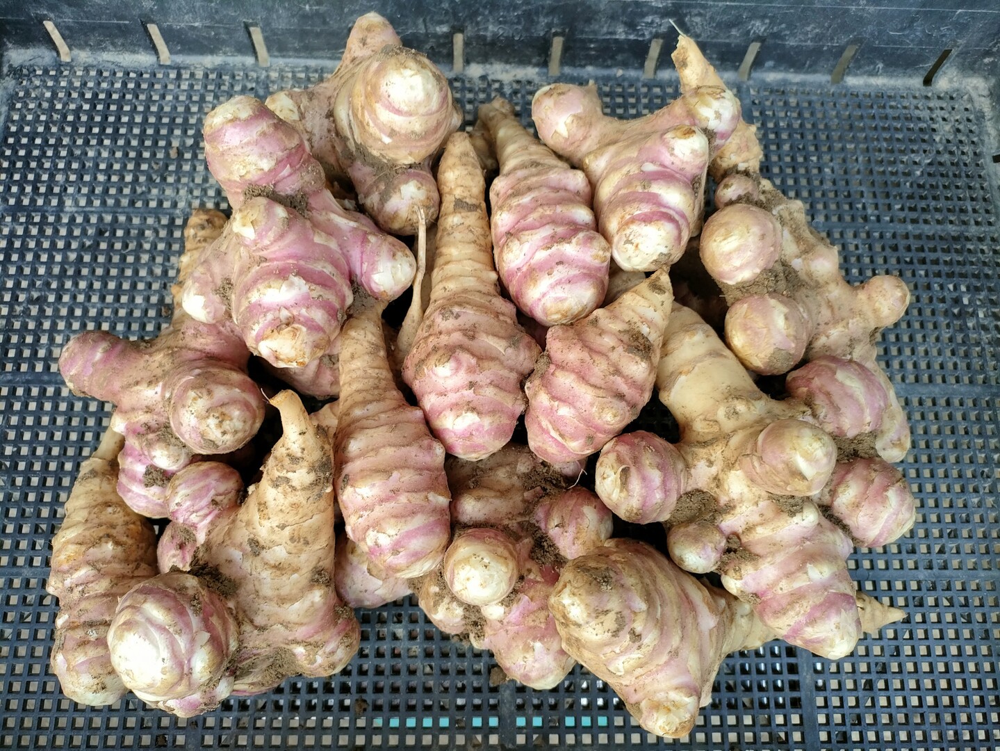 青森県産　紫菊芋　箱込み約20kg 栽培期間中農薬不使用 青森県産 紫菊芋 箱込み約20kg 栽培期間中農薬不使用
