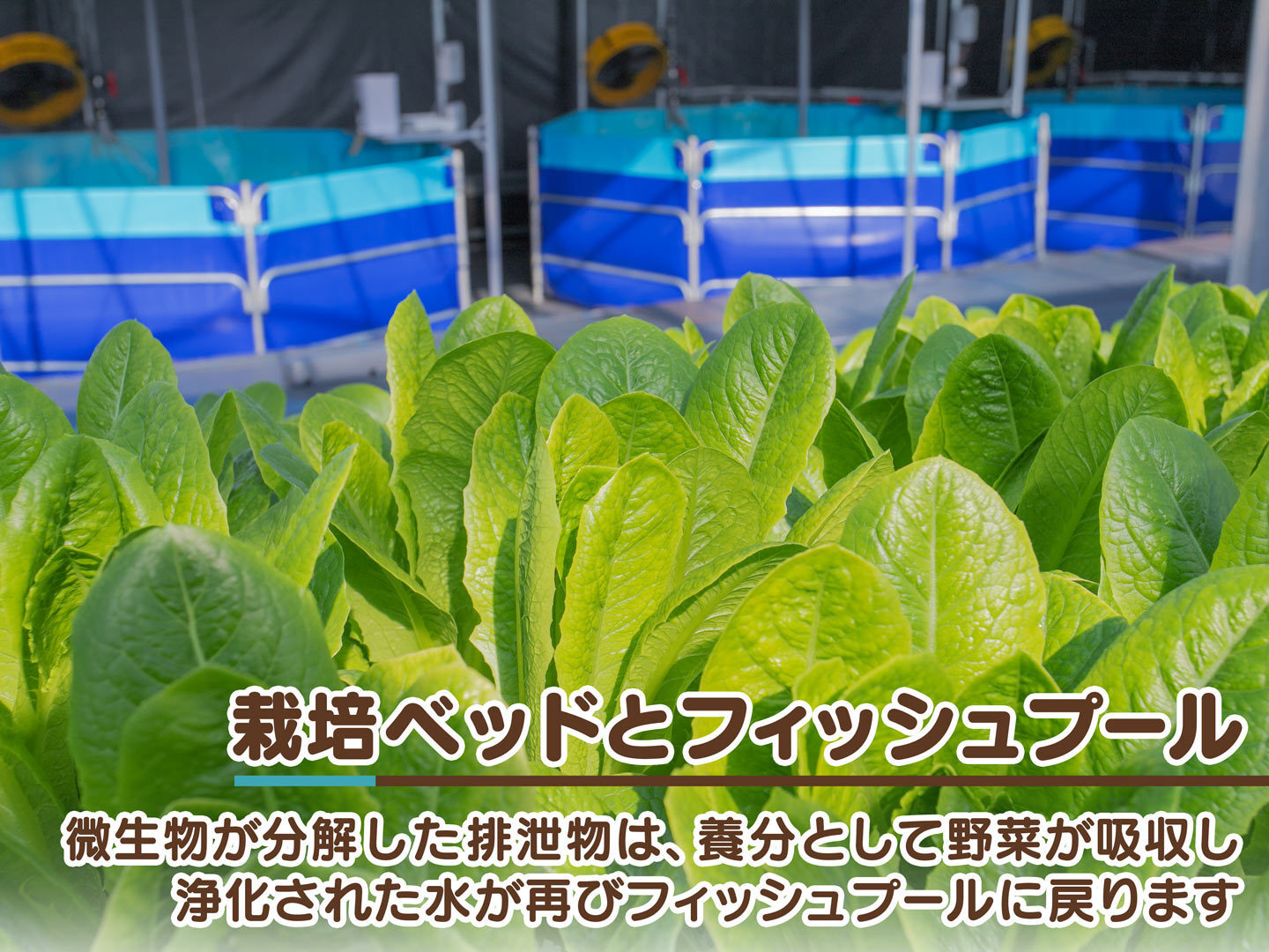 アクアポニックス産】朝採れ新鮮！オークリーフ＆マルチリーフレタス4