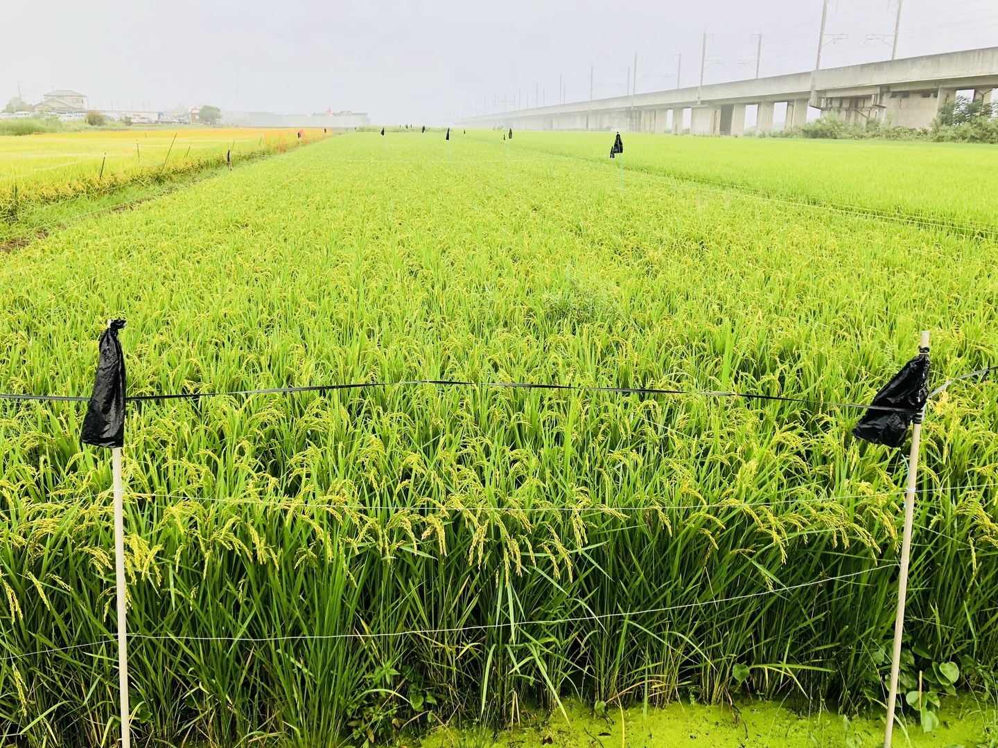令和5年産 】特別栽培米 <キヌヒカリ >10kg：埼玉県産のお米