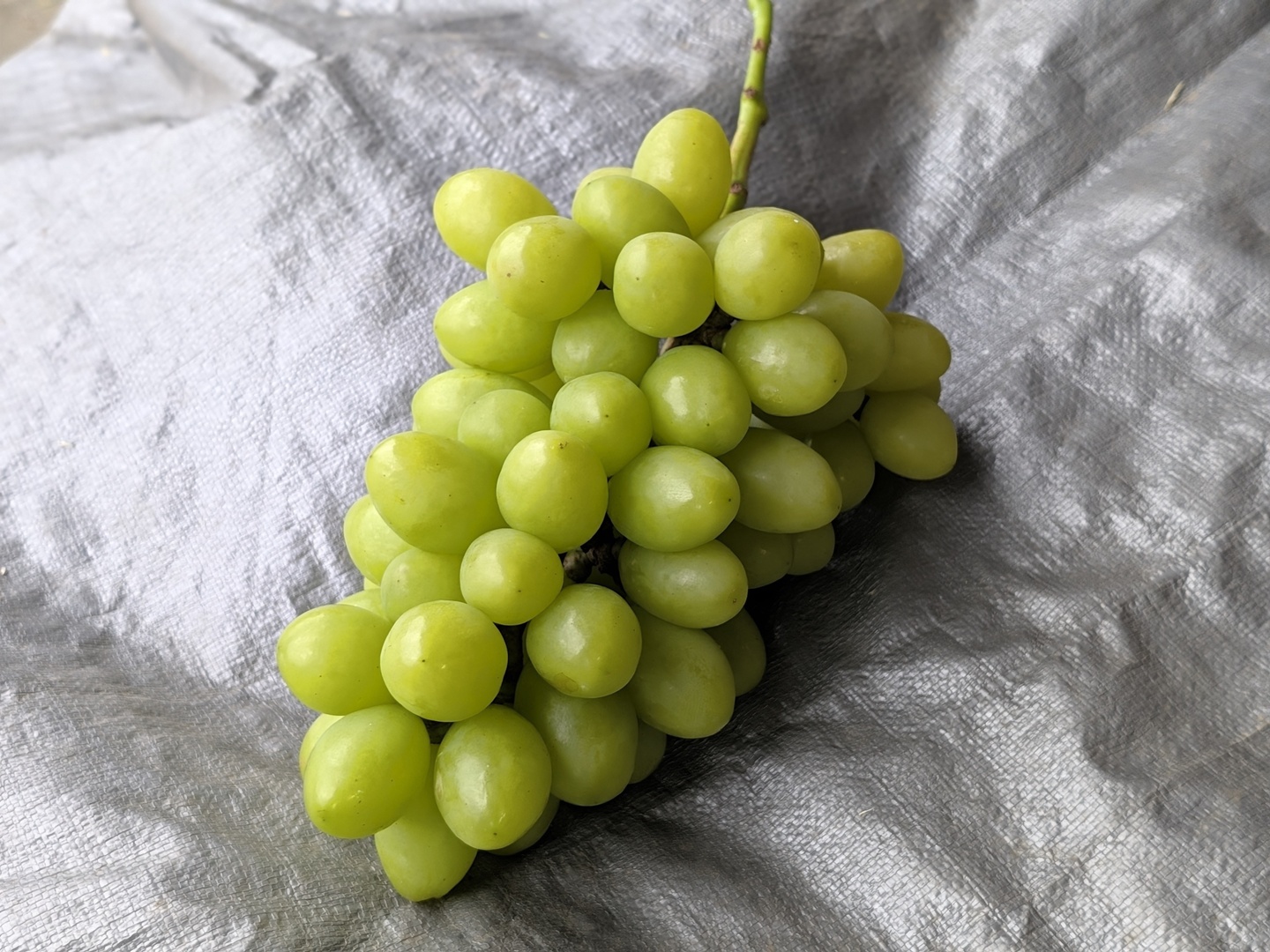 🍇【山梨県笛吹市産】【粒で楽しむ2品種食べ比べ】シャインマスカット