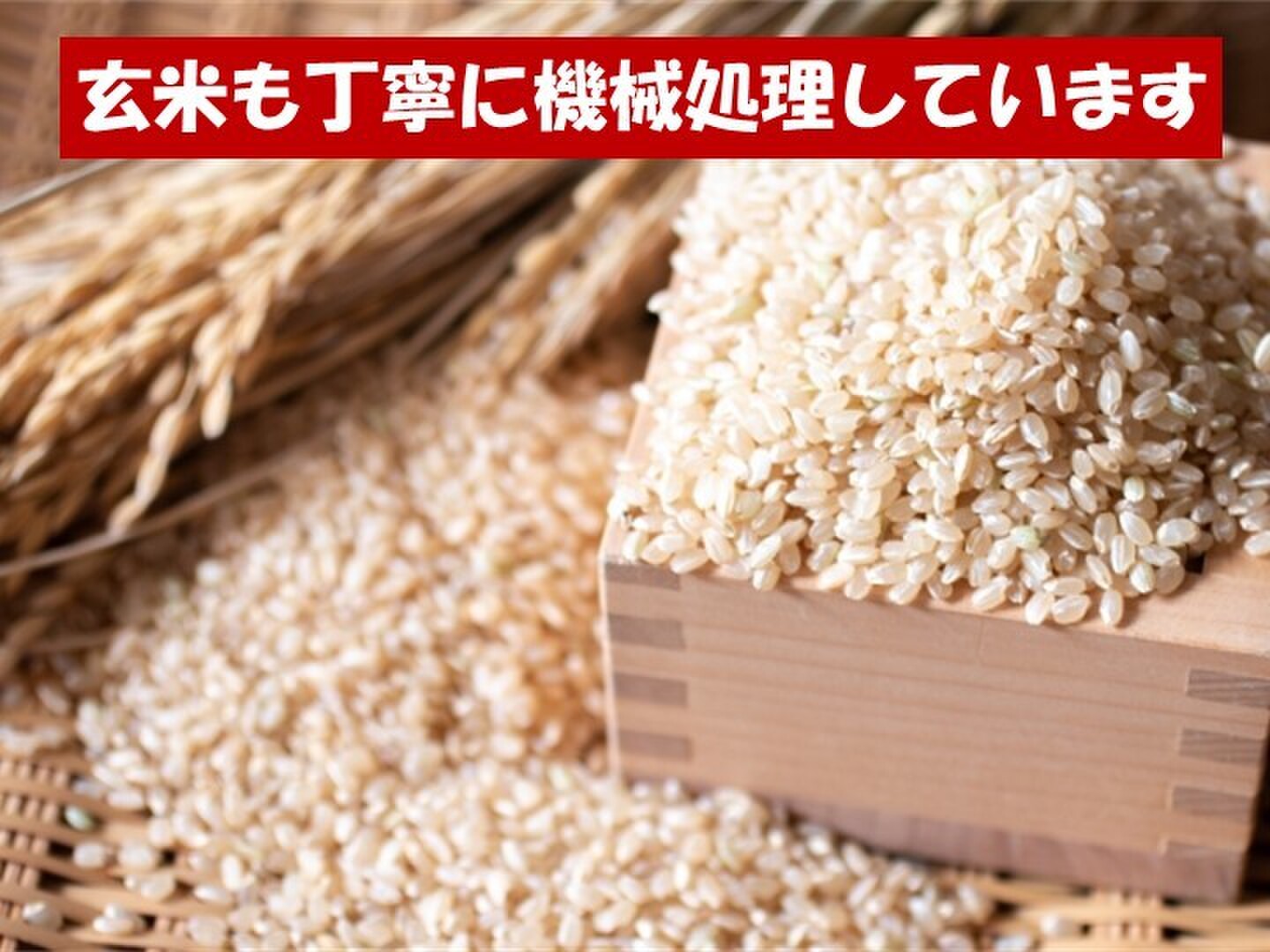 玄米】茨城県産ミルキークイーンしづくのしずく10kg（5kg×2袋