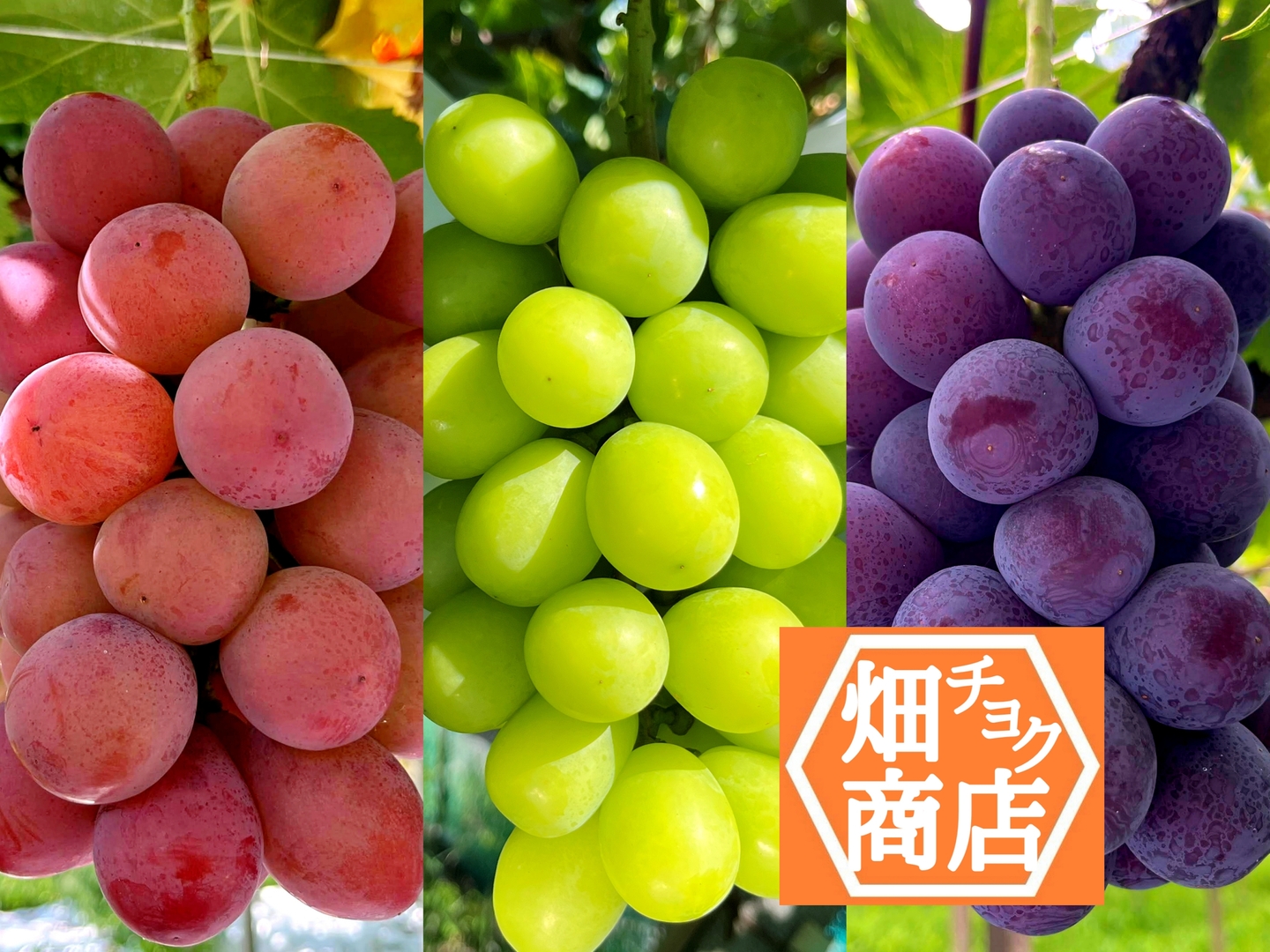 数量限定【山梨県 笛吹市産】3品種セット クイーンニーナ、シャイン