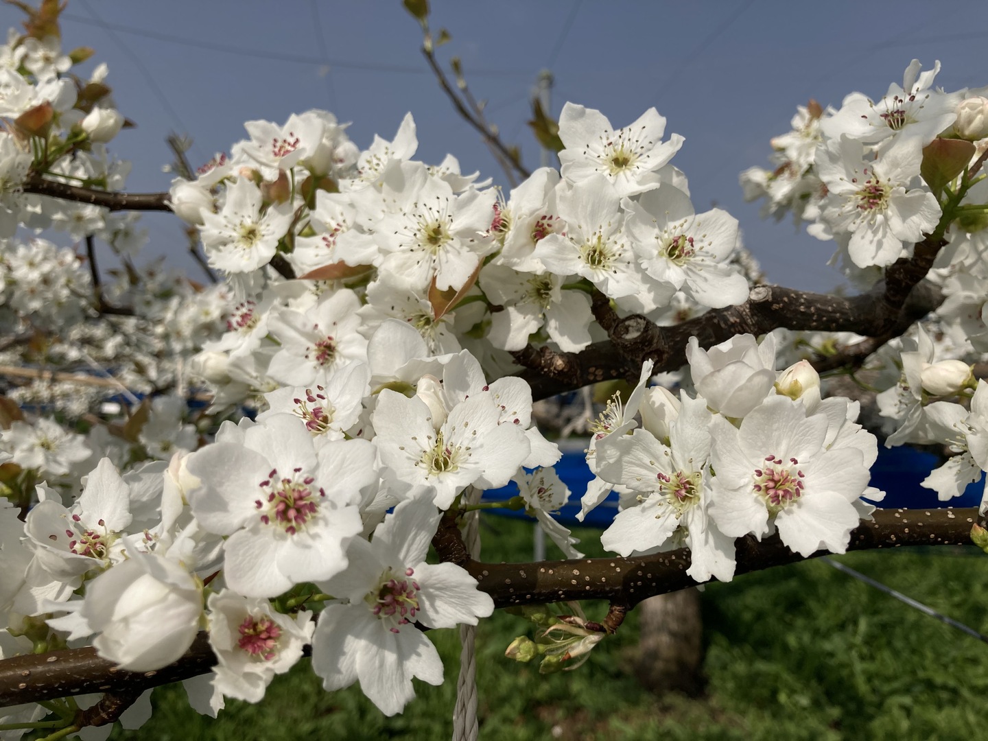 糖度13度以上！完熟の『豊水梨』約5kg（10-14個）：大分県産の