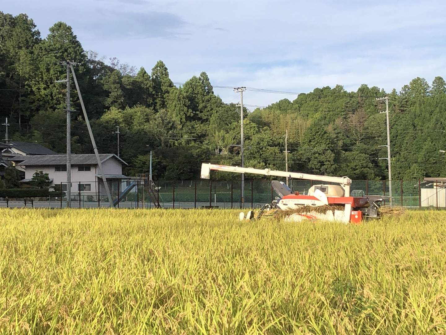 R6年産新米【兵庫県丹波篠山産】コシヒカリ10kg：兵庫県産の