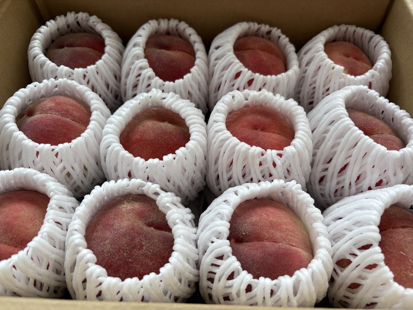 ご家庭用 桃 あかつき 小玉 約2kg 数量限定：長野県産のあかつき｜食べ