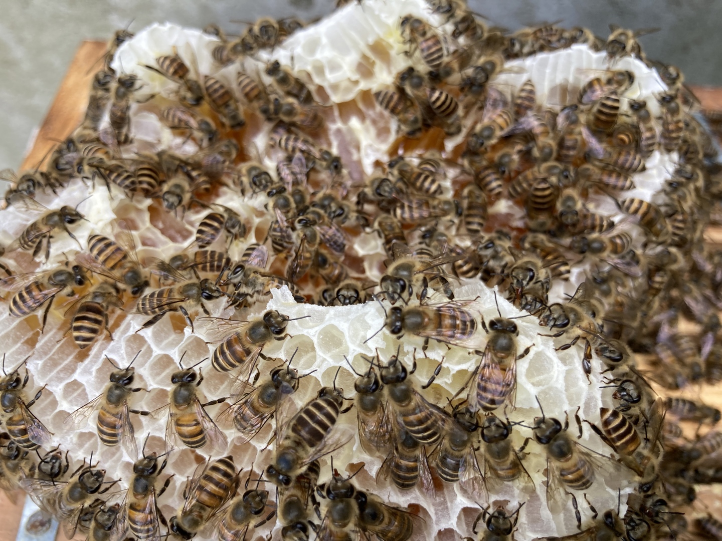 日本蜜蜂西洋蜜蜂蜂蜜セット せとうちハニー》里山の贈りもの｜日本/西洋ミツバチの百花蜜