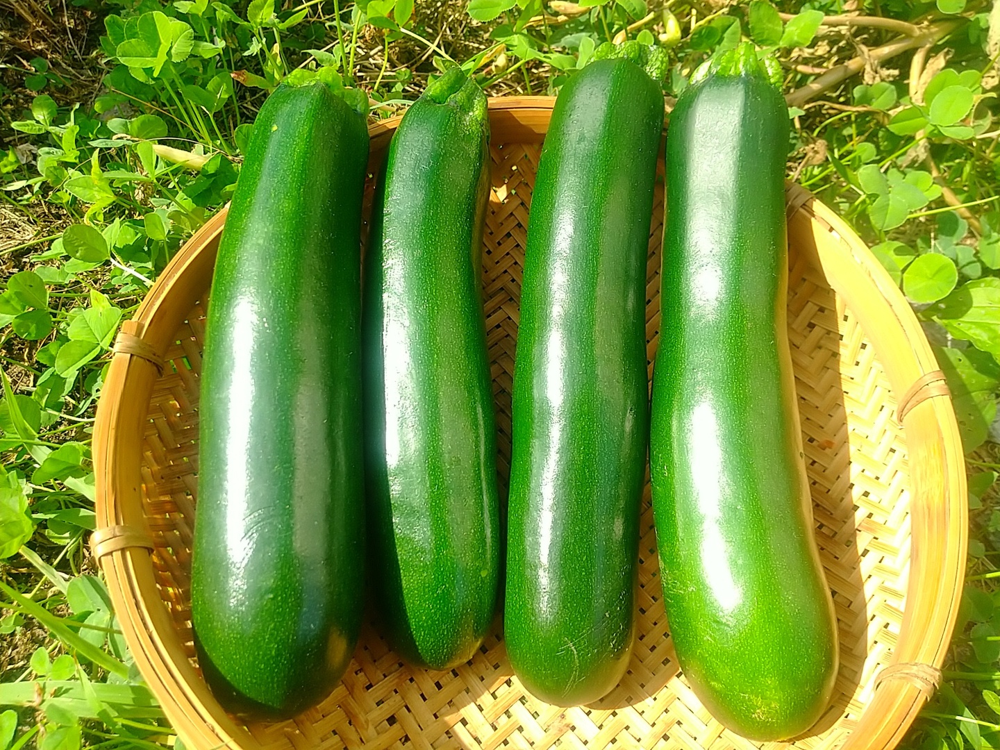 ズッキーニ　野菜　農薬不使用　農家直送 朝採り新鮮】【栽培期間中農薬不使用】色々なズッキーニ