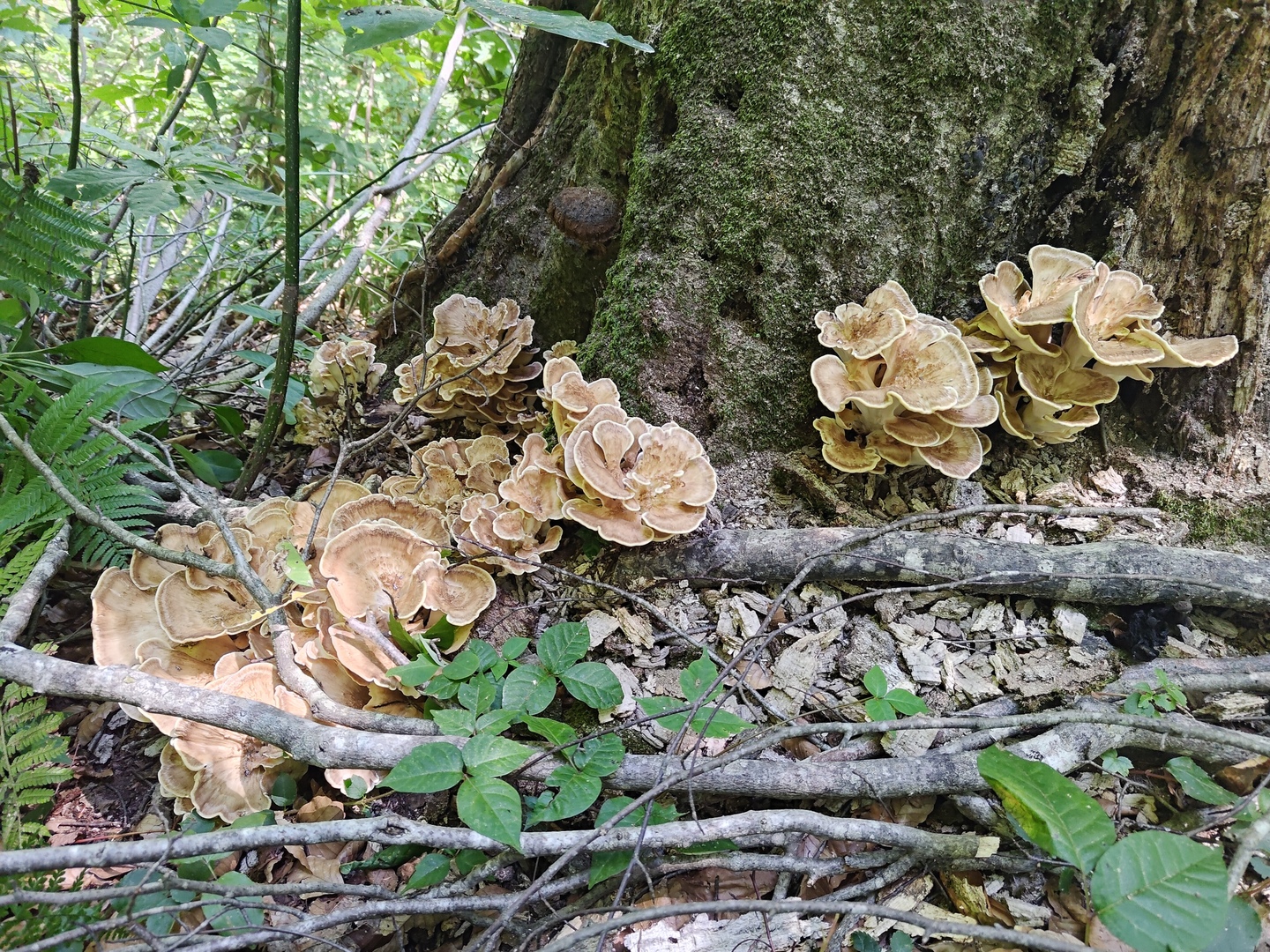 61ba3668828fbf87e4087fb2e38d84